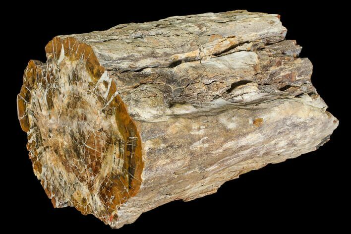 Pound Petrified Wood (Araucaria) Log With Polished End - Madagascar #108532